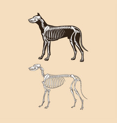 Skeleton Dog Animal