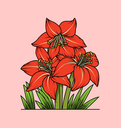 Amaryllis Flower In Orange