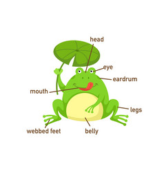 Frog Vocabulary Part Of Body