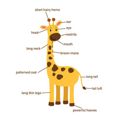 Giraffe Vocabulary Part Of Body