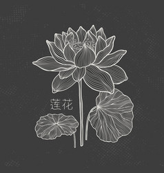 Lotus Sketch With Fine Graceful Lines Isolated