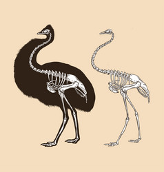 Skeleton Emu Bird Animal