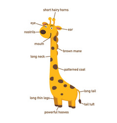 Giraffe Vocabulary Part Of Body