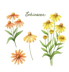 Watercolor Of Echinacea