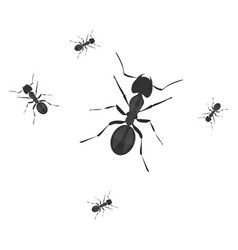 Little Ants On A White Background