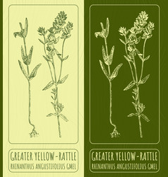 Drawings Greater Yellow-rattle Hand Drawn