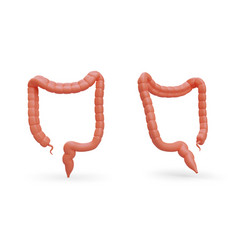 3d Large Intestine Front And Back View Human