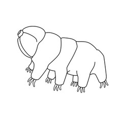 Tardigrades - Linear Picture For Coloring