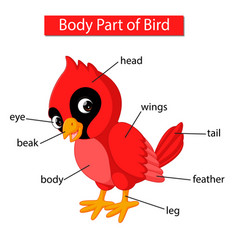 Diagram Showing Body Part Red Cardinal Bird