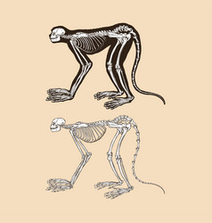 Skeleton Monkey Animal