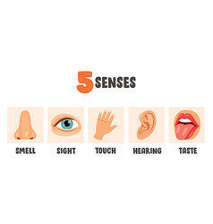 Five senses concept with human organs Royalty Free Vector