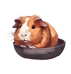 Cute Small Pets Guinea Pig