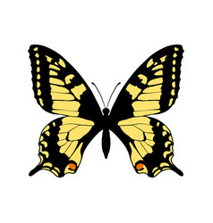 Drawing Yellow Swallowtail Butterfly