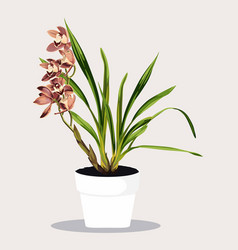 Potted Tropical Brown Cymbidium Orchid In Flowerpo