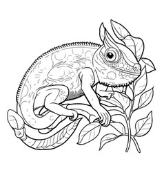 Chameleon Coloring Page For Adults Black And