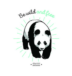 Giant Panda Walking Hand Drawn Graphic