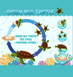 Diagram showing life cycle sea turtle Royalty Free Vector