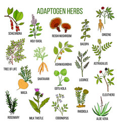 Adaptogen Herbs Hand Drawn Set Of Medicinal