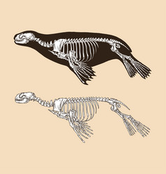 Skeleton Sea Lion Animal