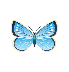 Morpho Peleides Blue Butterfly