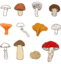 Set Of Different Types Mushrooms