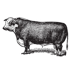 Hereford Bull Vintage