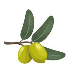 Green Olive Seeds