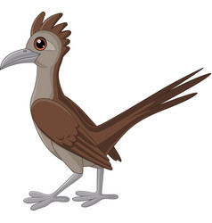 Cartoon Roadrunner Bird On White Background