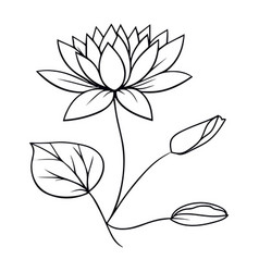 Water Lily Line Art Easy Drawing