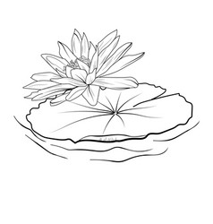 Ily Pad Water Lily Drawing Black Tattoo