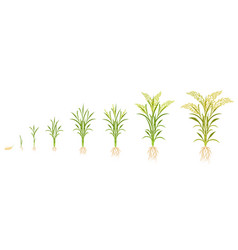 Rice Growth In Stages Cycle Of Growing Grain