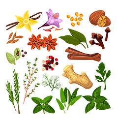 Spices Herbs Set Flat Cartoon