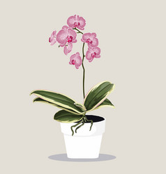 Potted Tropical Pink Phalaenopsis Orchid