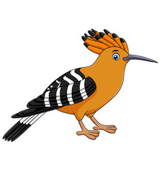 Cute Hoopoe Bird Cartoon