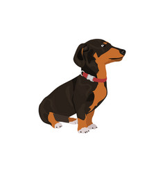 Dachshund Delight Endearing Wiener Dog