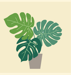 Monstera Deliciosa Swiss Cheese Plant