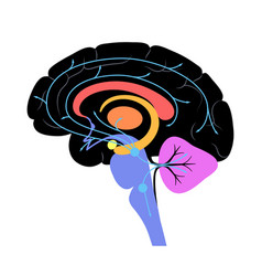 Serotonin Pathway In Brain