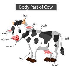 Diagram Showing Body Part Cow