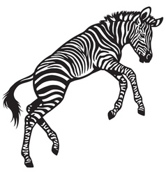 Zebra Vector Images (over 18,000)