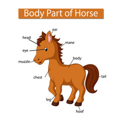 Diagram Showing Body Part Horse