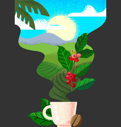 Coffee Plantation Landscape And Cup