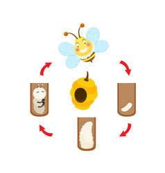 Life Cycle Bee