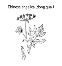 Angelica Sinensis Or Dong Quai Or Female Ginseng