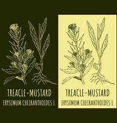 Drawing Treacle-mustard Hand Drawn