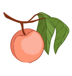 Peach Or Nectarine Fruit Hanging On Branch