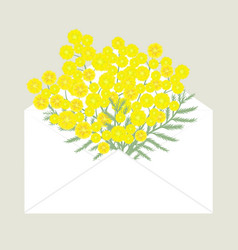 Bouquet Of Mimosa In The Postal Envelope Spring