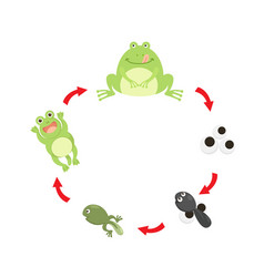 Life Cycle Frog