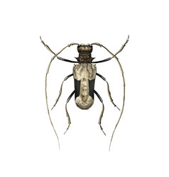 Giant African Longhorn Beetle Petrognatha Gigas