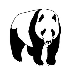 Panda Bear