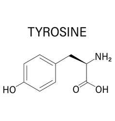 Tyrosine Amino Acid Molecule Skeletal Formula